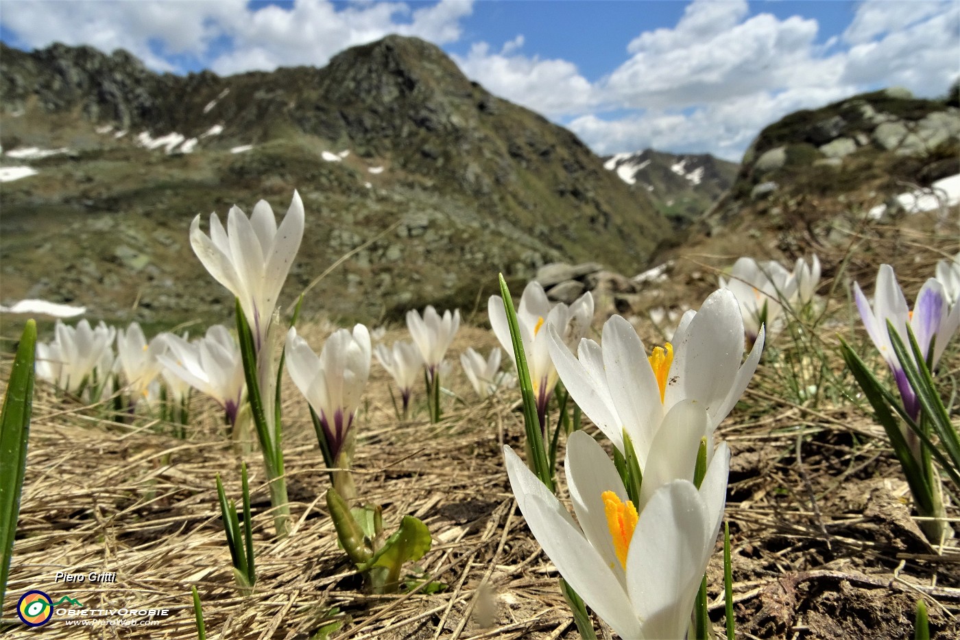 47 Crocus in fiore con vista in Azzaredo.JPG